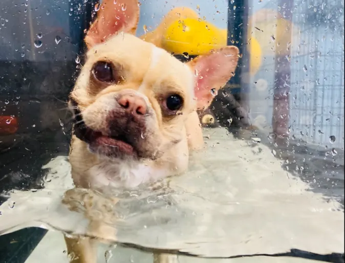 dog receiving hydrotherapy